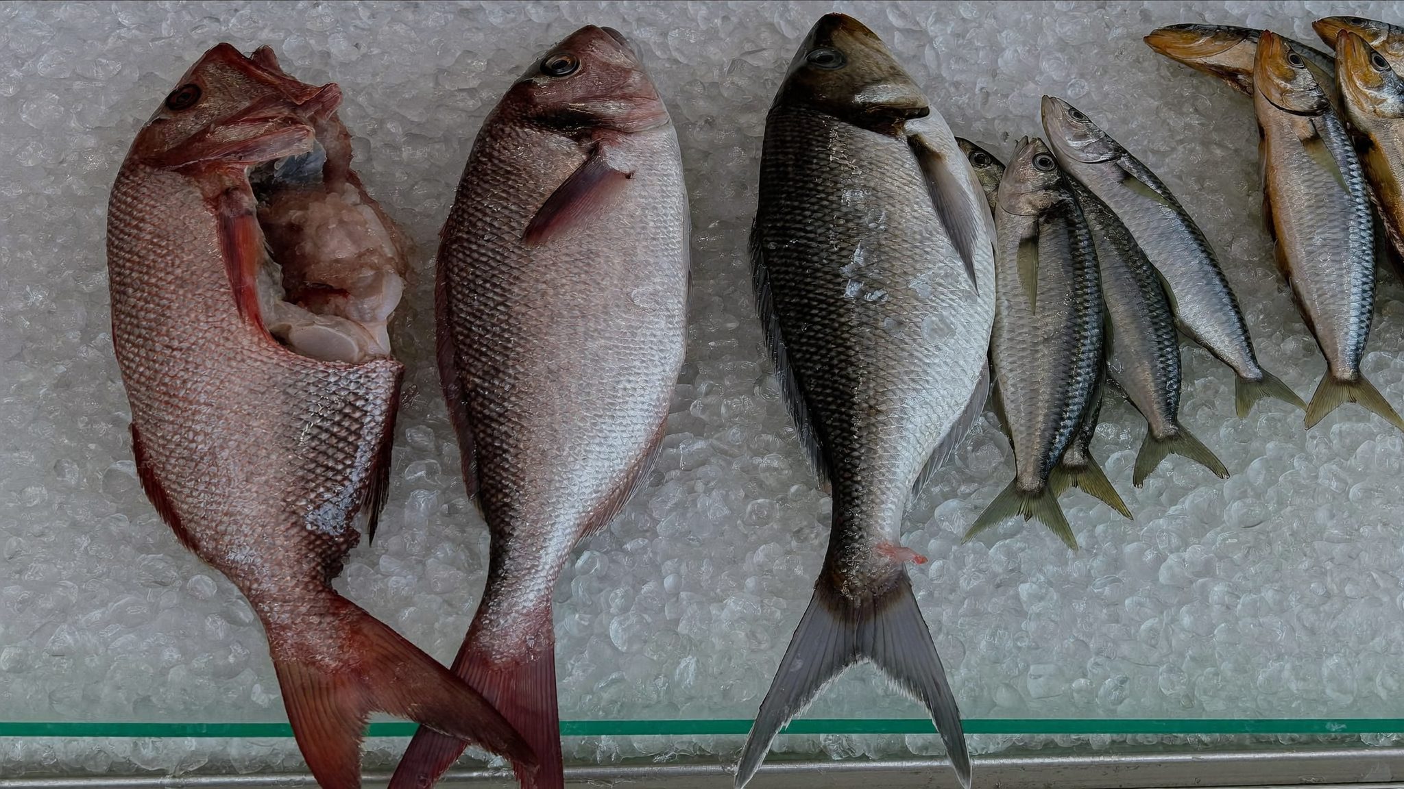Peixe fresco em exposição sobre gelo na lota